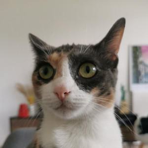 Photo de galerie - Garde chat