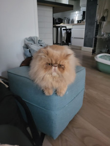 Photo de galerie - Garde animaux