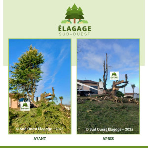 Photo de galerie - Elagage et coupe d'arbres