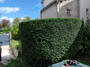 Photo de galerie - Taille 