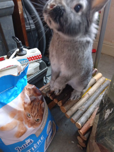 Photo de galerie - Nettoyage des cages, nourir, jouer avec eux