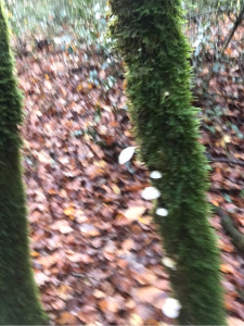 Photo de galerie - Promenade en forêt cueillette de cèpe ramasse de feuilles brindilles pour activer manuellement 