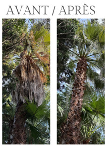 Photo de galerie - Taille de haies et d'arbustes