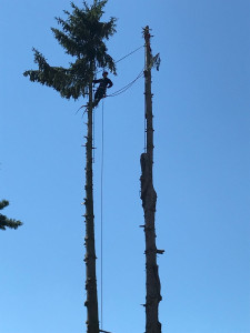 Photo de galerie - Abattage en démontage d'épicéas