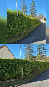 Photo de galerie - Taille de haie avant / après 
