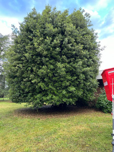 Photo de galerie - Elagage et coupe d'arbres