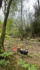 Photo de galerie - Elagage et coupe d'arbres