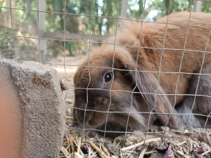 Photo de galerie - Visite Bernouille le lapin bélier 
août 2026 Rezé 