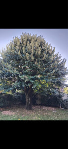 Photo de galerie - Elagage et coupe d'arbres
