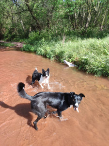 Photo de galerie - Gigi et Quenny à la rivière 