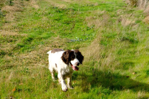 Photo de galerie - Garde chien 