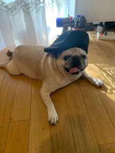 Photo de galerie - Garde chien