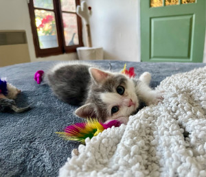 Photo de galerie - Garde animaux