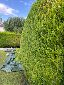 Photo de galerie - Taille de haie de 3m de large sur 3m50 de haut