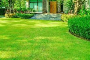 Photo de galerie - Tonte de gazon