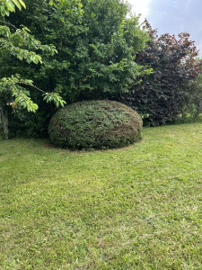 Photo de galerie - Taille de haie et arbustes de toute forme 
