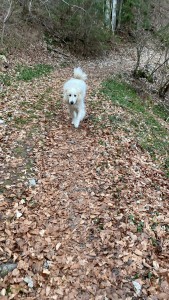 Photo de galerie - Garde chien