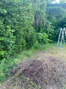 Photo de galerie - Taille de haies et d'arbustes