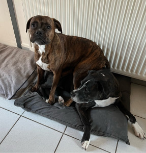 Photo de galerie - KHAYA dans une position improbable comme d’habitude dirais je!!??