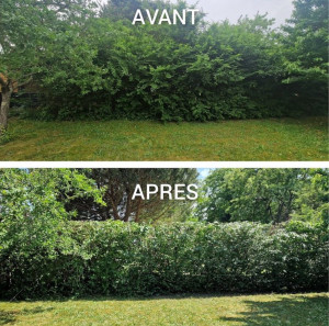 Photo de galerie - Rabattage de haie 