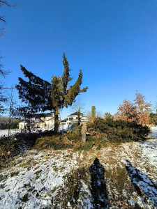 Photo de galerie - Abattage de sapin