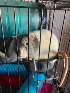 Photo de galerie - Garde de rats :)