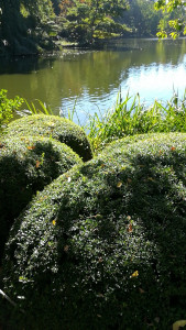 Photo de galerie - Taille d arbuste 