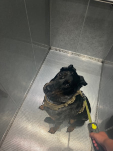 Photo de galerie - Léane, beauceron de 2 ans.