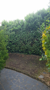 Photo de galerie - Haie de laurier 5 metre de hauteur avant abattage
