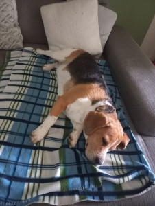 Photo de galerie - Repos pour Sheldon après une belle ballade.