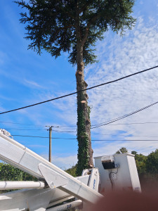 Photo de galerie - Elagage et coupe d'arbres