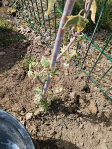 Photo de galerie - Plantation d'arbustes 
