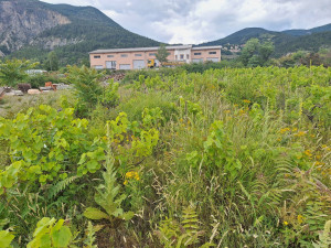 Photo de galerie - Debroussaillage des vignes