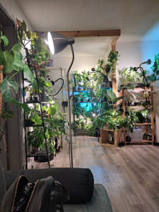 Photo de galerie - Une vraie plante addict ! 
J'ai une centaine de plantes tropicales dans mon appartement ainsi que des plantes extérieurs et un potager. Les mains dans la terre depuis que je suis petite, j'aime m'occuper des plantes et répondre à leurs besoins!