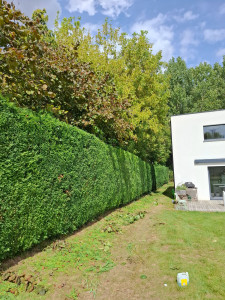 Photo de galerie - Taille haie 