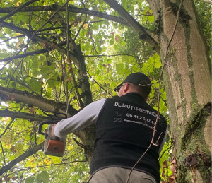 Photo de galerie - Élagage d’un tilleul