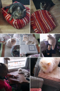 Photo de galerie - Voici les chats dont je me suis occupés . 
Jeux , nettoyage de la litière, croquettes, et je reste presque une heure avec eux. 