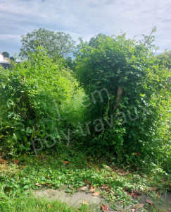 Photo de galerie - Taille de haies et d'arbustes