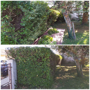 Photo de galerie - Taille de haies et d'arbustes