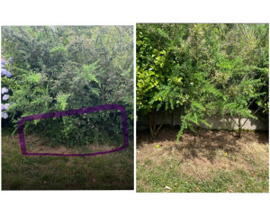 Photo de galerie - Débroussaillage de mauvaises herbes réalisé 