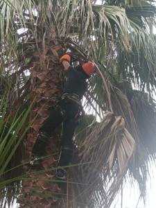 Photo de galerie - Élagages de palmiers (washingtonia) 
