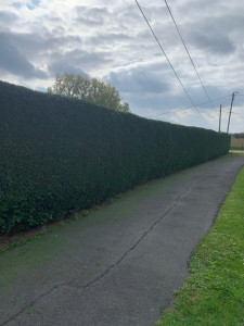 Photo de galerie - Taille de haie 40m linéaire 
