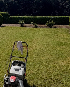 Photo de galerie - Tonte avec ramassage, taille des haies dans un domaine privé