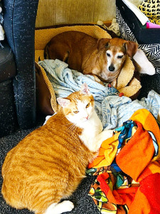 Photo de galerie - Ma chienne avec un chat que j'ai gardé