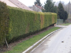 Photo de galerie - Taille tuyas biseau