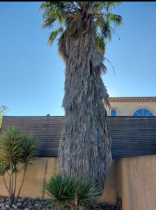Photo de galerie - Un gros élagage de palmier 
