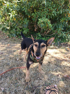 Photo de galerie - Garde chien