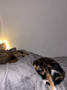 Photo de galerie - Garde chat 