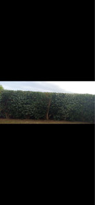 Photo de galerie - Taille de haies et d'arbustes