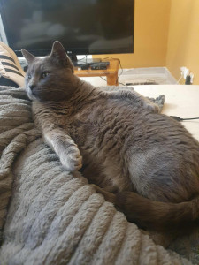 Photo de galerie - Chat dans son élément